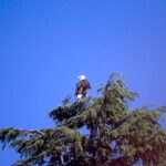 Bald Eagles, Brackendale Squamish