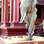 Nt Museum Nt Museum