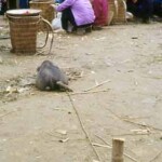Bac Ha Market