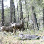 Arrow Lakes