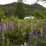 The Kohan Reflection Garden, New Denver