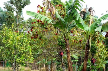 Topes de Collantes