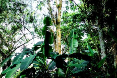 Topes de Collantes